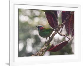 A Red-Necked Tanager, Tangara Cyanocephala, in a Tree in Ubatuba-Alex Saberi-Framed Photographic Print