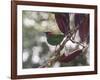 A Red-Necked Tanager, Tangara Cyanocephala, in a Tree in Ubatuba-Alex Saberi-Framed Photographic Print