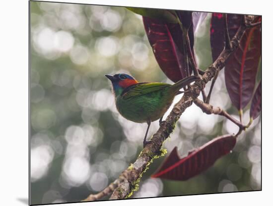 A Red-Necked Tanager, Tangara Cyanocephala, in a Tree in Ubatuba-Alex Saberi-Mounted Photographic Print