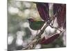 A Red-Necked Tanager, Tangara Cyanocephala, in a Tree in Ubatuba-Alex Saberi-Mounted Photographic Print