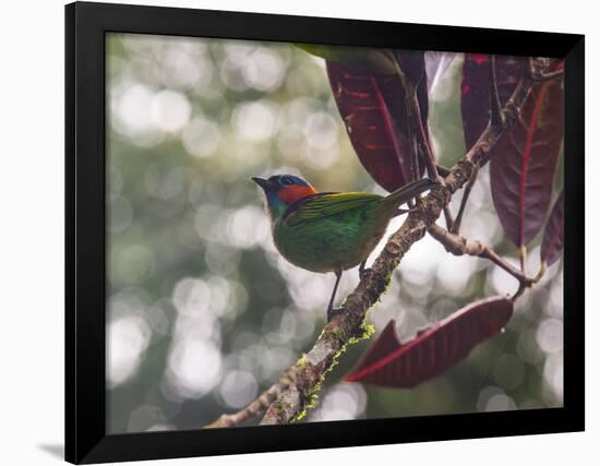 A Red-Necked Tanager, Tangara Cyanocephala, in a Tree in Ubatuba-Alex Saberi-Framed Photographic Print