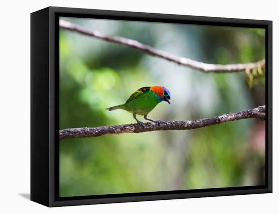 A Red-Necked Tanager, Tangara Cyanocephala, in a Tree in Ubatuba-Alex Saberi-Framed Stretched Canvas