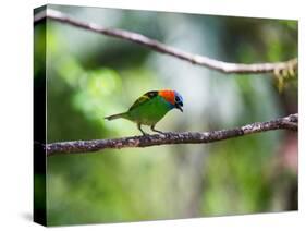 A Red-Necked Tanager, Tangara Cyanocephala, in a Tree in Ubatuba-Alex Saberi-Stretched Canvas