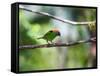 A Red-Necked Tanager, Tangara Cyanocephala, in a Tree in Ubatuba-Alex Saberi-Framed Stretched Canvas