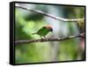 A Red-Necked Tanager, Tangara Cyanocephala, in a Tree in Ubatuba-Alex Saberi-Framed Stretched Canvas