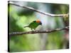 A Red-Necked Tanager, Tangara Cyanocephala, in a Tree in Ubatuba-Alex Saberi-Stretched Canvas