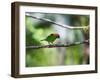 A Red-Necked Tanager, Tangara Cyanocephala, in a Tree in Ubatuba-Alex Saberi-Framed Photographic Print