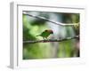 A Red-Necked Tanager, Tangara Cyanocephala, in a Tree in Ubatuba-Alex Saberi-Framed Photographic Print