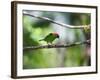 A Red-Necked Tanager, Tangara Cyanocephala, in a Tree in Ubatuba-Alex Saberi-Framed Photographic Print