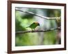 A Red-Necked Tanager, Tangara Cyanocephala, in a Tree in Ubatuba-Alex Saberi-Framed Photographic Print