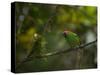 A Red-Necked Tanager, Tangara Cyanocephala, in Ubatuba-Alex Saberi-Stretched Canvas