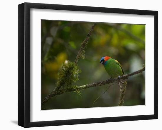 A Red-Necked Tanager, Tangara Cyanocephala, in Ubatuba-Alex Saberi-Framed Premium Photographic Print