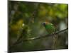 A Red-Necked Tanager, Tangara Cyanocephala, in Ubatuba-Alex Saberi-Mounted Premium Photographic Print