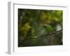 A Red-Necked Tanager, Tangara Cyanocephala, in Ubatuba-Alex Saberi-Framed Photographic Print