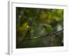 A Red-Necked Tanager, Tangara Cyanocephala, in Ubatuba-Alex Saberi-Framed Photographic Print