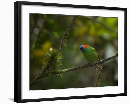 A Red-Necked Tanager, Tangara Cyanocephala, in Ubatuba-Alex Saberi-Framed Photographic Print