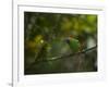 A Red-Necked Tanager, Tangara Cyanocephala, in Ubatuba-Alex Saberi-Framed Photographic Print