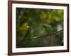 A Red-Necked Tanager, Tangara Cyanocephala, in Ubatuba-Alex Saberi-Framed Photographic Print