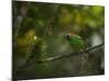 A Red-Necked Tanager, Tangara Cyanocephala, in Ubatuba-Alex Saberi-Mounted Photographic Print