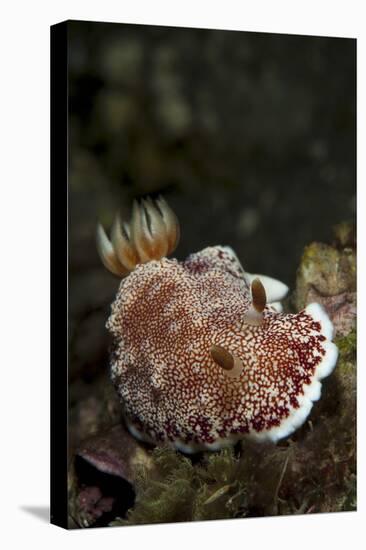 A Red-Netted Chromodori, Komodo National Park, Indonesia-Stocktrek Images-Stretched Canvas