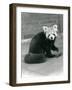 A Red Panda Sitting at London Zoo, 1917-Frederick William Bond-Framed Photographic Print