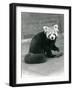 A Red Panda Sitting at London Zoo, 1917-Frederick William Bond-Framed Photographic Print