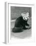 A Red Panda Sitting at London Zoo, 1917-Frederick William Bond-Framed Photographic Print