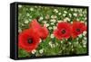 A Red Poppy Flowers-Frank May-Framed Stretched Canvas