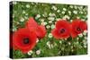 A Red Poppy Flowers-Frank May-Stretched Canvas