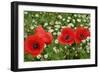 A Red Poppy Flowers-Frank May-Framed Photo
