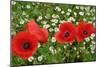 A Red Poppy Flowers-Frank May-Mounted Photo