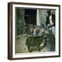 A Red River Hog (Kind of Wild Pig) at the Jardin D'Acclimatation, Paris (XVIth Arrondissement)-Leon, Levy et Fils-Framed Photographic Print