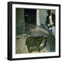 A Red River Hog (Kind of Wild Pig) at the Jardin D'Acclimatation, Paris (XVIth Arrondissement)-Leon, Levy et Fils-Framed Photographic Print