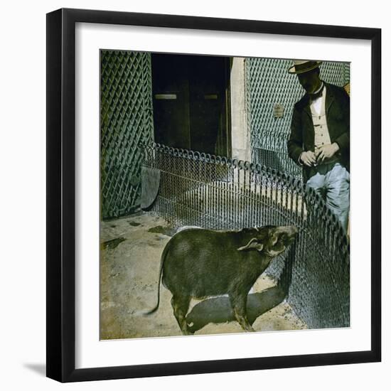 A Red River Hog (Kind of Wild Pig) at the Jardin D'Acclimatation, Paris (XVIth Arrondissement)-Leon, Levy et Fils-Framed Photographic Print