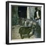 A Red River Hog (Kind of Wild Pig) at the Jardin D'Acclimatation, Paris (XVIth Arrondissement)-Leon, Levy et Fils-Framed Photographic Print