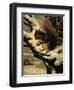 A Red Squirrel Eating a Nut-Basil Bradley-Framed Giclee Print