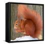 A Red Squirrel Sitting in the Snow Nibbling on a Walnut-null-Framed Stretched Canvas