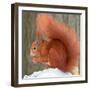 A Red Squirrel Sitting in the Snow Nibbling on a Walnut-null-Framed Photo