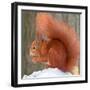 A Red Squirrel Sitting in the Snow Nibbling on a Walnut-null-Framed Photo