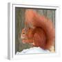A Red Squirrel Sitting in the Snow Nibbling on a Walnut-null-Framed Photo