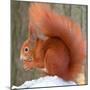 A Red Squirrel Sitting in the Snow Nibbling on a Walnut-null-Mounted Photo