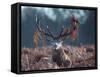 A Red Stag Adorns Himself with Foliage on a Winter Morning in Richmond Park-Alex Saberi-Framed Stretched Canvas