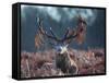 A Red Stag Adorns Himself with Foliage on a Winter Morning in Richmond Park-Alex Saberi-Framed Stretched Canvas