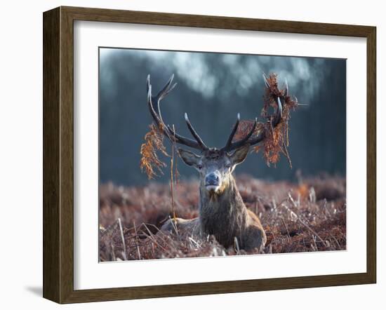 A Red Stag Adorns Himself with Foliage on a Winter Morning in Richmond Park-Alex Saberi-Framed Photographic Print