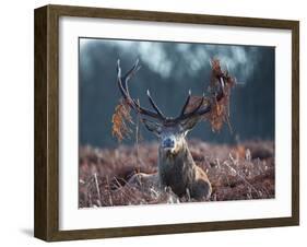 A Red Stag Adorns Himself with Foliage on a Winter Morning in Richmond Park-Alex Saberi-Framed Photographic Print