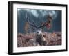 A Red Stag Adorns Himself with Foliage on a Winter Morning in Richmond Park-Alex Saberi-Framed Photographic Print