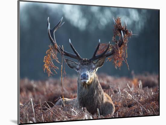 A Red Stag Adorns Himself with Foliage on a Winter Morning in Richmond Park-Alex Saberi-Mounted Photographic Print