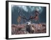 A Red Stag Adorns Himself with Foliage on a Winter Morning in Richmond Park-Alex Saberi-Framed Photographic Print