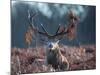 A Red Stag Adorns Himself with Foliage on a Winter Morning in Richmond Park-Alex Saberi-Mounted Photographic Print
