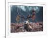 A Red Stag Adorns Himself with Foliage on a Winter Morning in Richmond Park-Alex Saberi-Framed Photographic Print